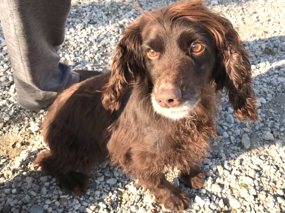 2020.3.4 / イングリッシュコッカースパニエルちゃん / イングリッシュコッカースパニエル / 6歳