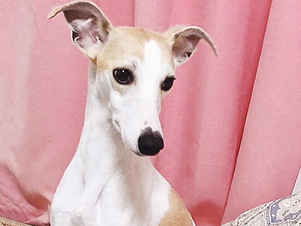 2020.9.2 / アロマちゃん / ウィペット / 2歳