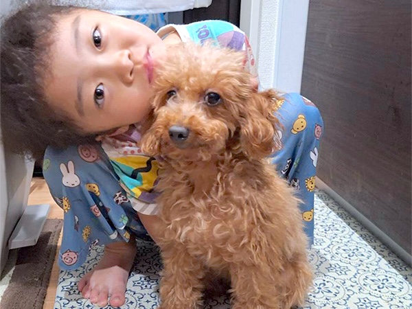 ラムネ(アムール)ちゃん / トイプードル / 4歳