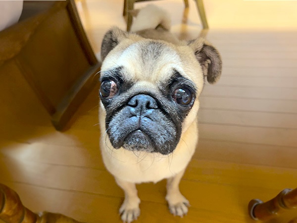 あい(ミキ)ちゃん / パグ / 3歳