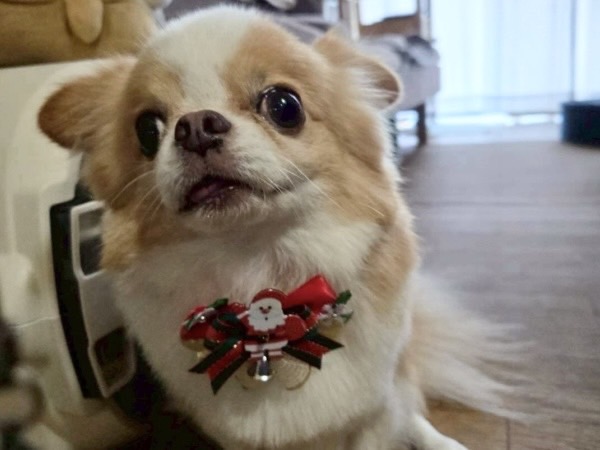 あらたくん / チワワ / 6歳