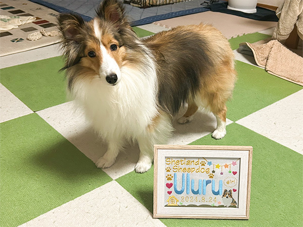 うるる(あゆむ)ちゃん / シェットランド・シープドッグ / 1歳