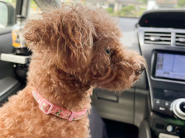 もも(ロロ)ちゃん / トイプードル / 7歳